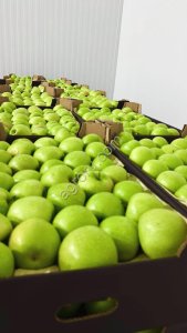 Яблоки оптом от производителя.