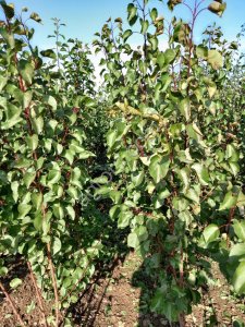 Саженцы абрикоса производства Сербия
