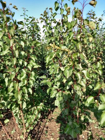 Саженцы абрикоса производства Сербия