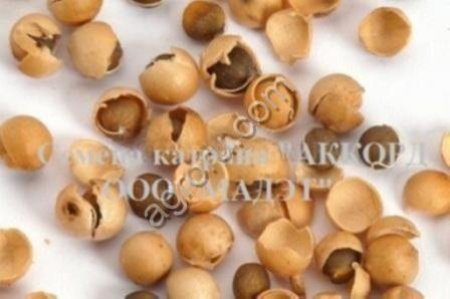 Семена хрена (Катран Аккорд) очень ядреный