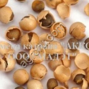 Семена хрена (Катран Аккорд) очень ядреный