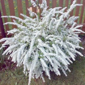 Саженцы декоративных деревьев и кустарников. Луковицы и клубни декоративных растений