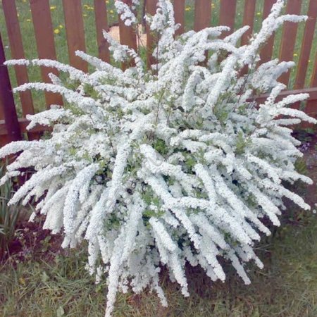 Саженцы декоративных деревьев и кустарников. Луковицы и клубни декоративных растений