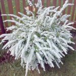 Саженцы декоративных деревьев и кустарников. Луковицы и клубни декоративных растений