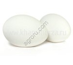 Гусиные инкубационные яйца. Сезон 2026