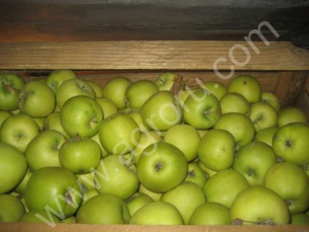 Яблоки