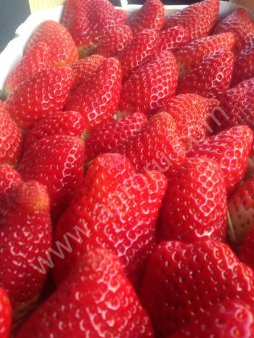 Малина, ежевика, голубика, кр смородина , клубника