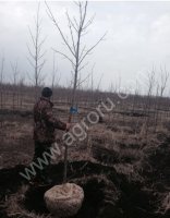 Липа мелколистная, клён остролистный , дуб черешчатый для городского озеленения.