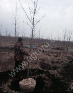 Липа мелколистная,клён остролистный ,дуб черешчатый для городского озеленения.