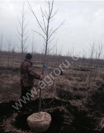 Липа мелколистная,клён остролистный ,дуб черешчатый для городского озеленения.