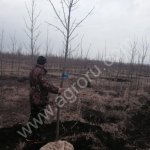 Липа мелколистная,клён остролистный ,дуб черешчатый для городского озеленения.