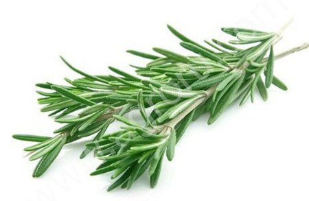 Розмарин