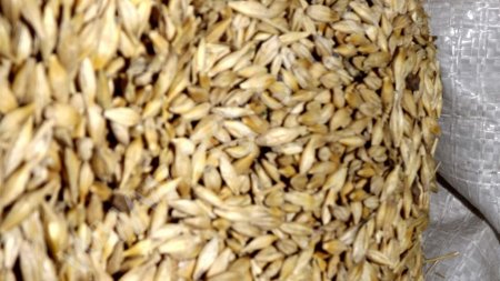 Фураж кукурузы