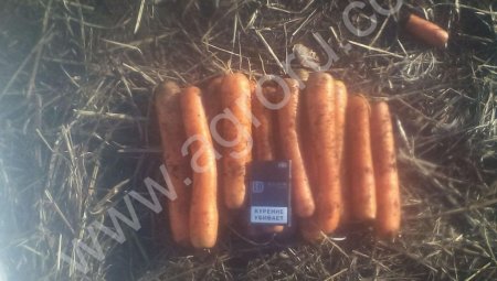 овощи оптом