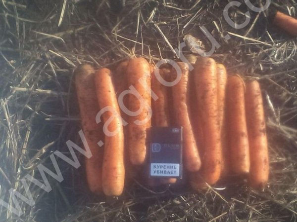 овощи оптом