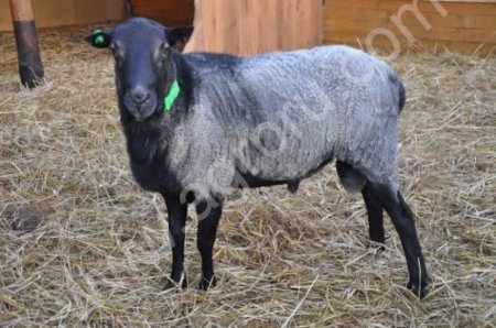 Молодые баранчики на мясо