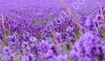 Аммофос 12:52