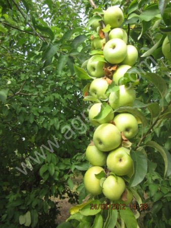 Яблоки ассорти