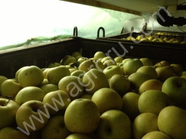 Яблоки оптом