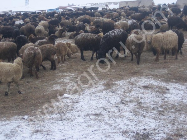 Овцы курдючные Эдильбаевской (казахской) и Куйбышевской породы