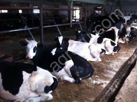 Телки Черно-пестрой породы