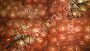 Лук репчатый оптом