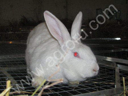 Кролики племенные мясных пород Белый Великан, Калифорнийские, Советская Шиншилла, Черно-Бурые