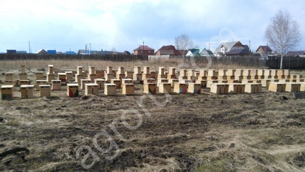 пчелопакеты. Карпатка.