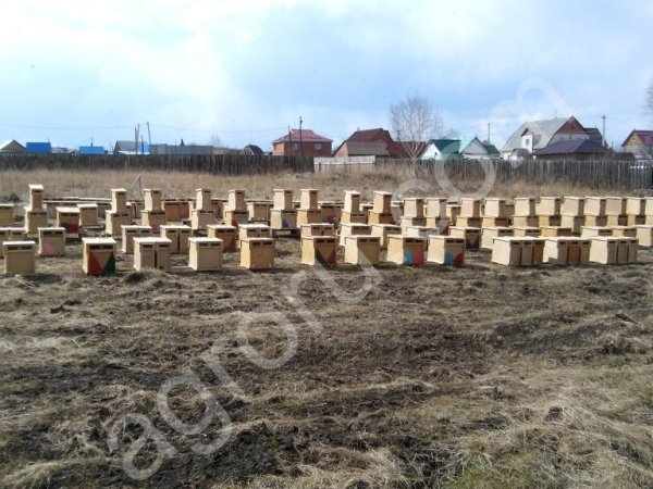 пчелопакеты. Карпатка.