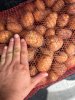 Картофель Гала
