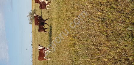 Бычки телочки от 100 до 200 кг