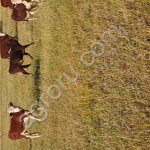 Бычки телочки от 100 до 200 кг