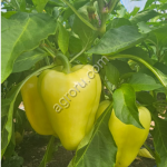 Перец болгарский