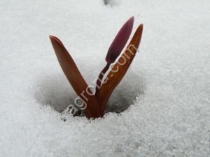 Кандык сибирский. Луковицы с доставкой по России.