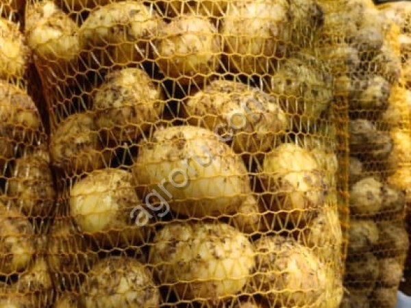 Молодой картофель