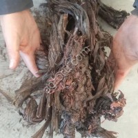 Красный корень воробейника