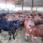 бычки на откорм