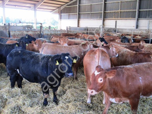 бычки на откорм