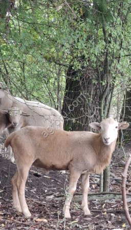 Баранчики чистокровные катумские