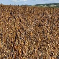 Соя, сорт Алиса (ЭС)