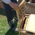 Пчелопакеты Карника - Карпатка