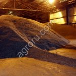 Подсолнечник