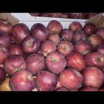 Яблоки большой обьем