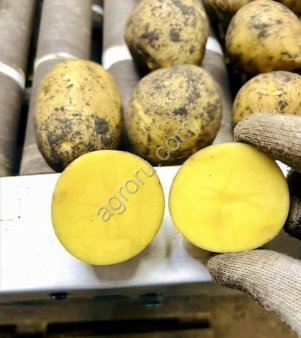 Картофель от производителя