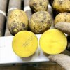 Картофель от производителя