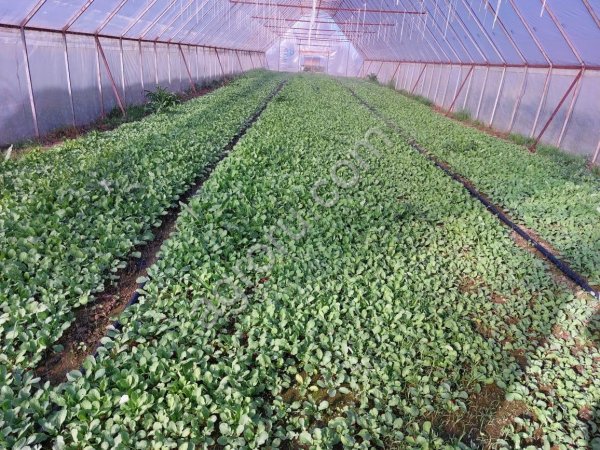 Тепличный комплекс 30 Га