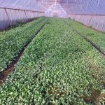 Тепличный комплекс 30 Га