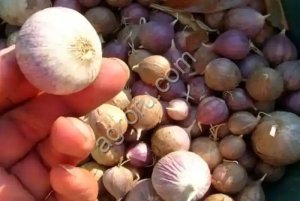 Чеснок однозубка