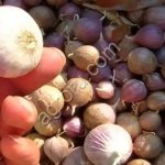 Чеснок однозубка