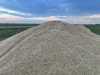 озимую пшеницу 5 класса